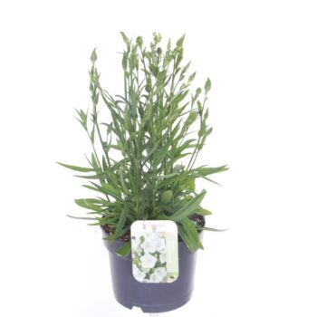 Campanula pers. Takion White