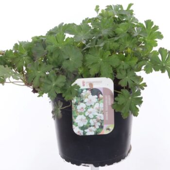 Geranium cant. Biokovo