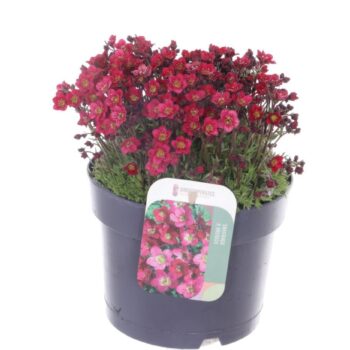 Saxifraga Touran Deep Red