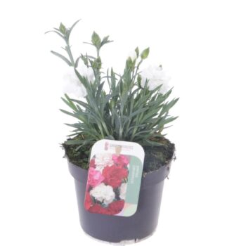 Dianthus caryophyllus Snow