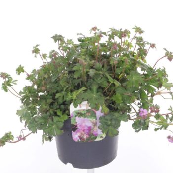 Geranium cant. Karmina
