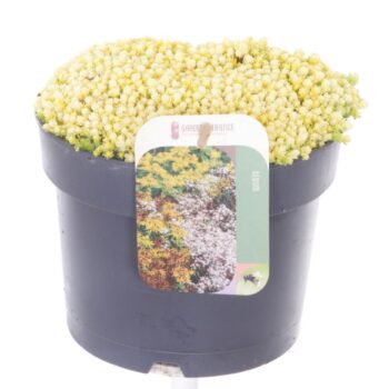 Sedum acre Yellow Queen