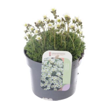 Saxifraga Alpino white