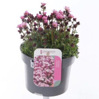 Saxifraga Arendsii Marto Rose