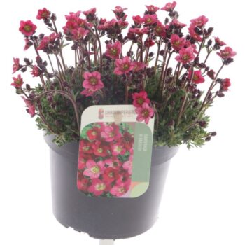 Saxifraga Saxony Red
