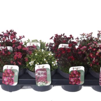 Saxifraga mix in tray