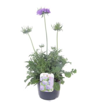 Scabiosa columbaria Butterfly Blue