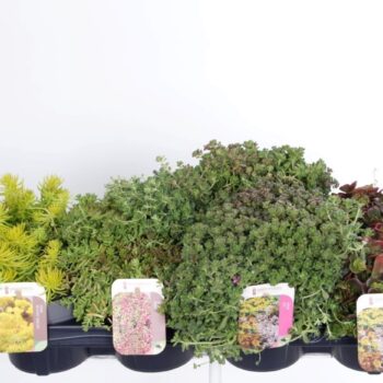 Sedum mix in tray