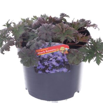 Geranium Black Beauty