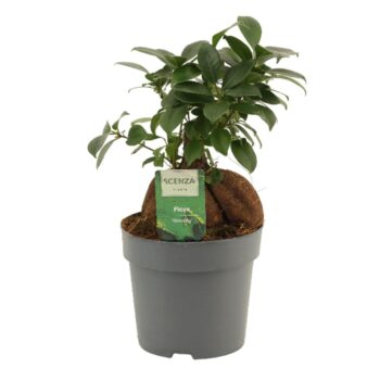Ficus Ginseng 14 cm Retusa