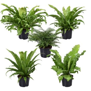 Asplenium Mix