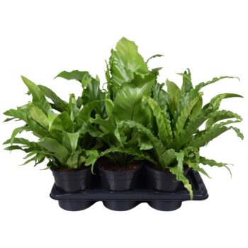 Asplenium Mix