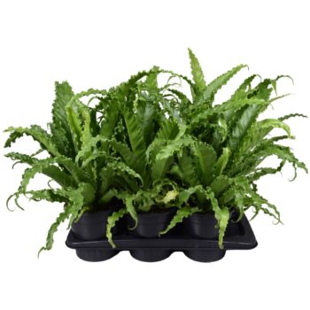 Asplenium Osaka