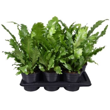 Asplenium Campio