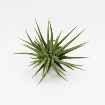 Tillandsia Ionantha Mix 2 kleuren