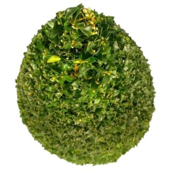 Buxus sempervirens