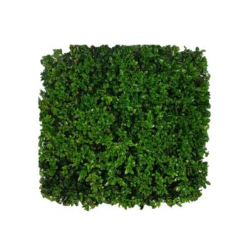 Buxus sempervirens
