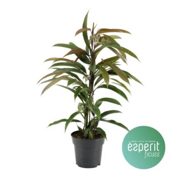 Ficus binnendijkii Amstel King