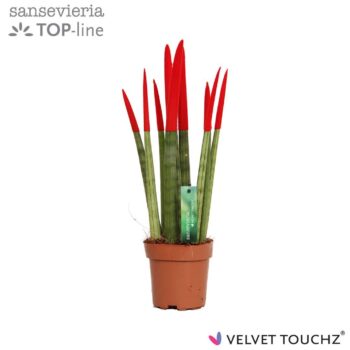 Sansevieria Velvet Red