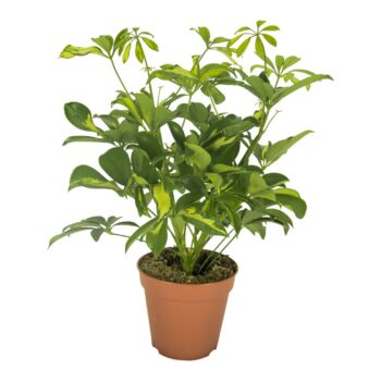 Schefflera Gerda Vertakt