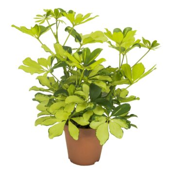 Schefflera Melanie Vertakt