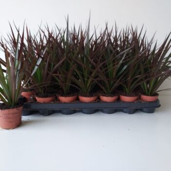 Dracaena Magenta Tip