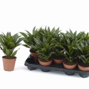 Dracaena Compacta