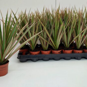 Dracaena Bicolor Tip