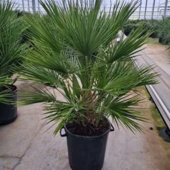 Chamaerops humilis