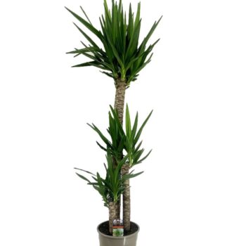 Yucca elephantipes 120-60-30