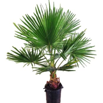 Washingtonia robusta