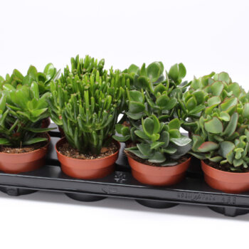 Crassula mix 12 WOODS