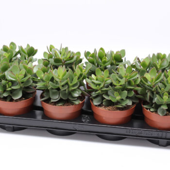 Crassula minova magic 12 WOODS