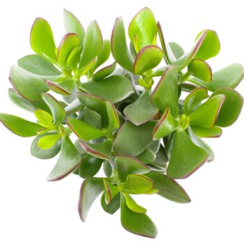Crassula minova magic 12 WOODS