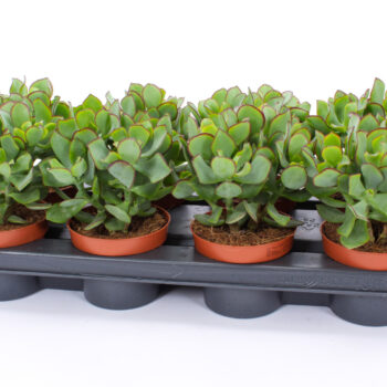 Crassula curly green 12 WOODS