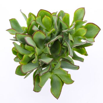 Crassula curly green 12 WOODS