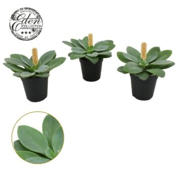 Senecio Cephalophorus