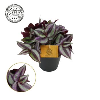 Tradescantia Zebrina