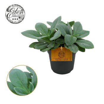 Senecio Cephalophorus