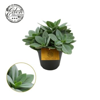 Senecio Cephalophorus