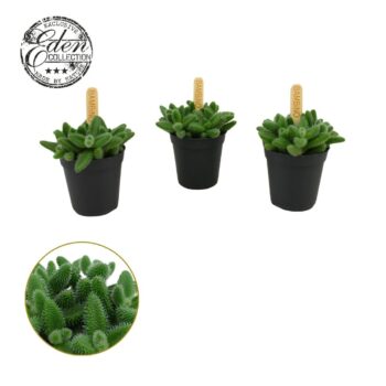 Delosperma Echinatum