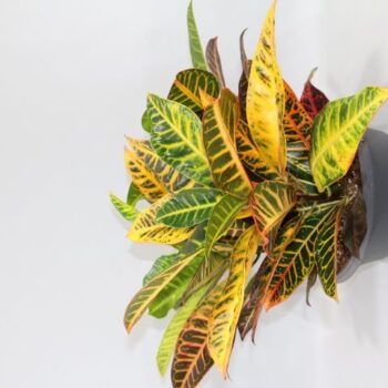 Schaal Croton Petra "Sunshiners®"