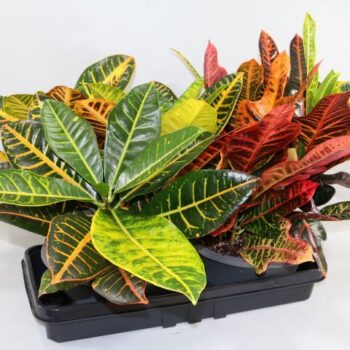 Schaal 2 soorten Croton Excellent en Petra "Sunshiners®"