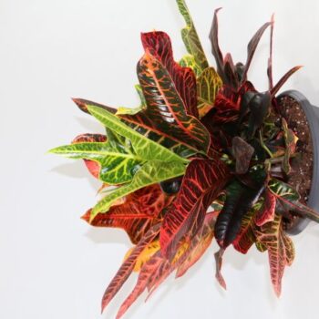 Schaal Croton Excellent "Sunshiners®"