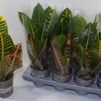 Croton Petra in design hoes"Sunshiners®"