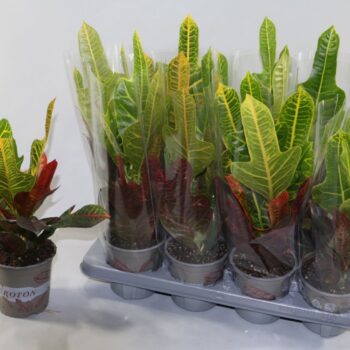 Croton Excellent in design hoes"Sunshiners®"