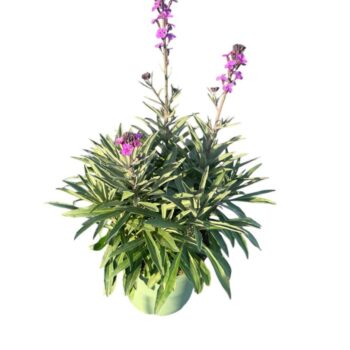 Erysimum 'Bowles Mauve'