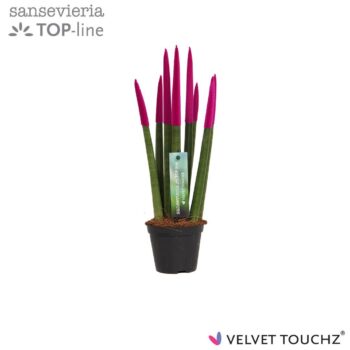 Sansevieria Velvet Fuchsia