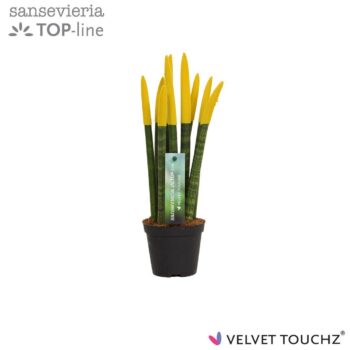 Sansevieria Velvet Yellow