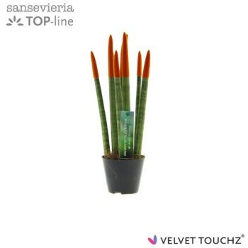 Sansevieria Velvet Orange